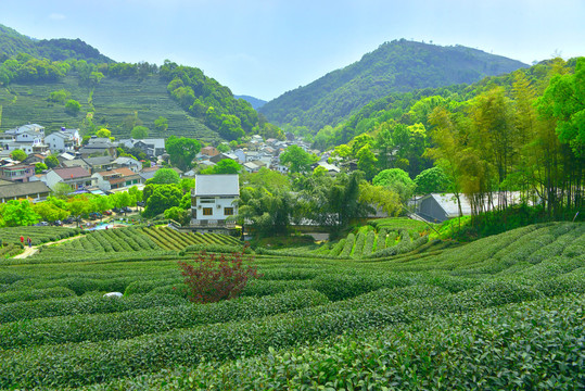 龙井茶园