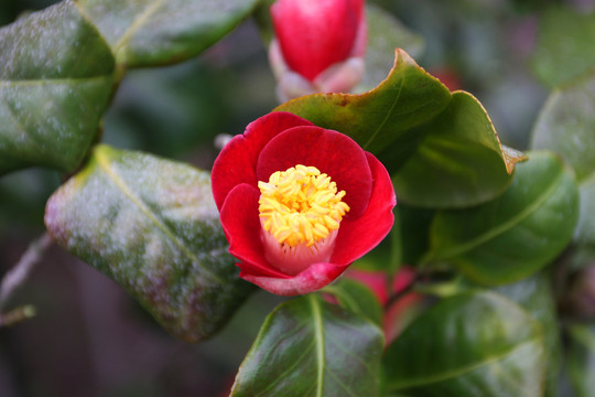 初春花开