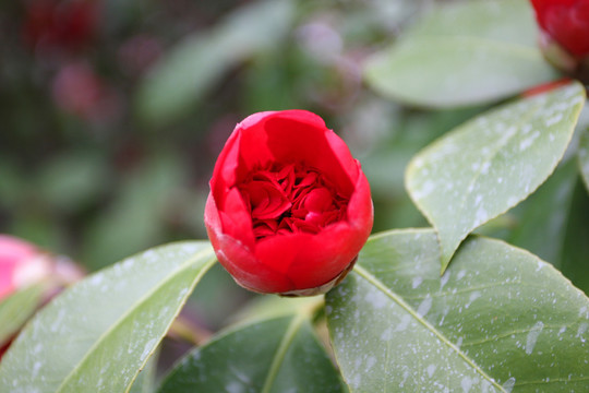 栀子花开