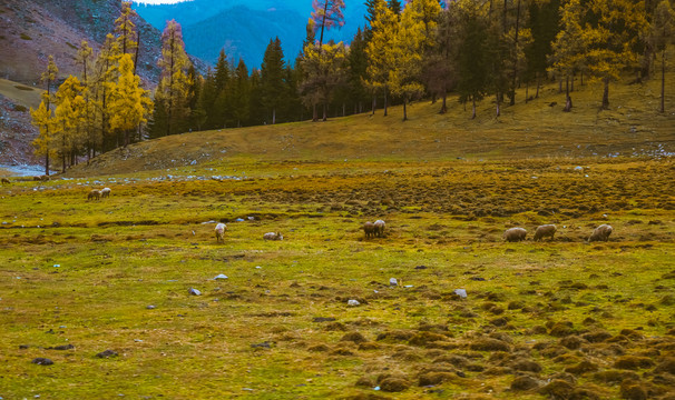 北疆秋景