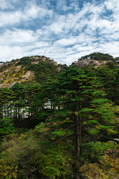 黄山松树