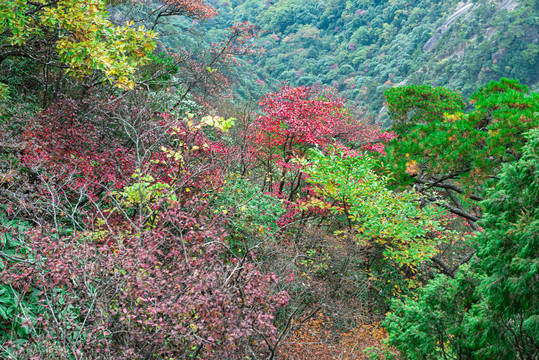 黄山秋色