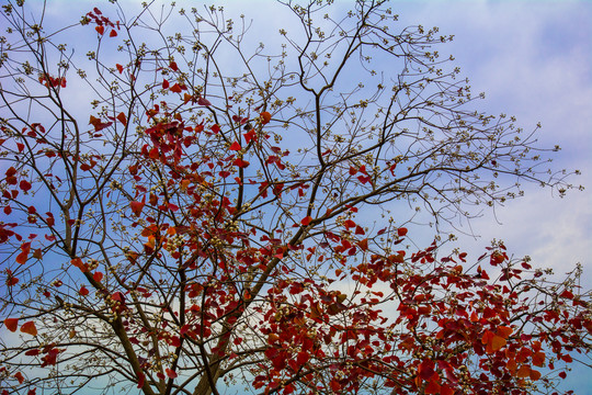 仰拍秋天天空乌桕的红叶子