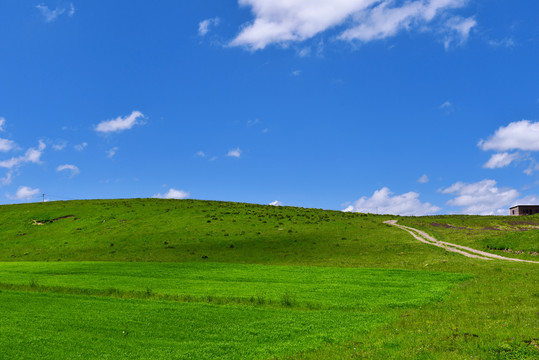 草原麦地