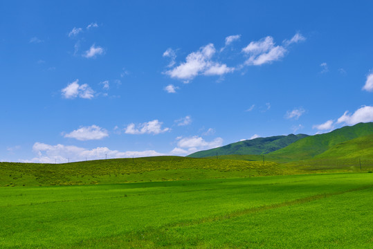 甘南青稞田