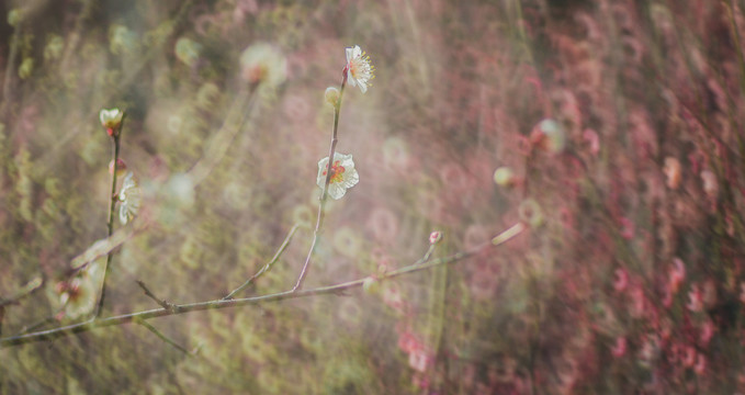 梅花