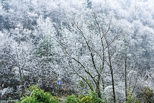 瑞雪