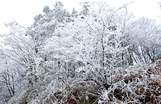 瑞雪