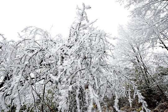 瑞雪