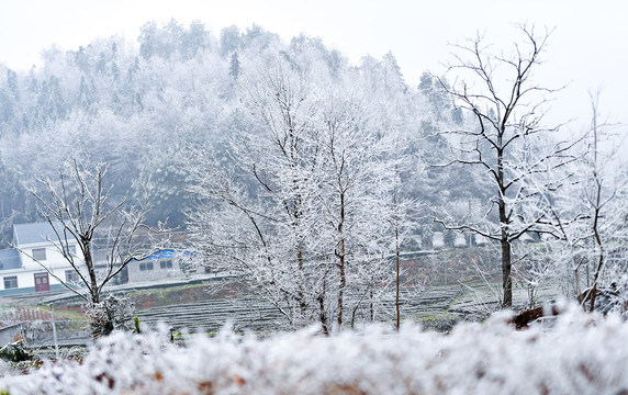 瑞雪