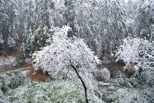 瑞雪