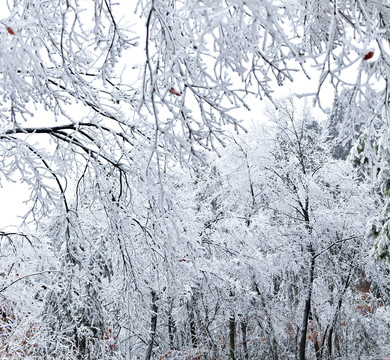 瑞雪