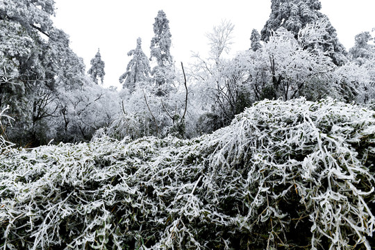 瑞雪