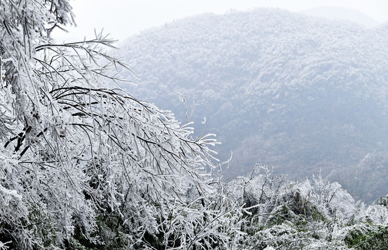 瑞雪