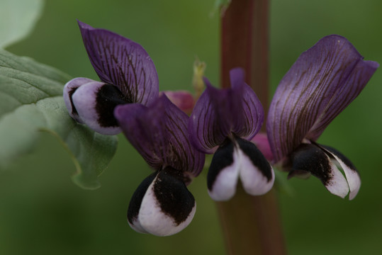 胡豆花