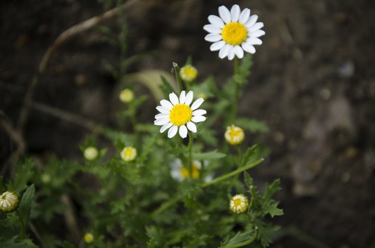 白菊花