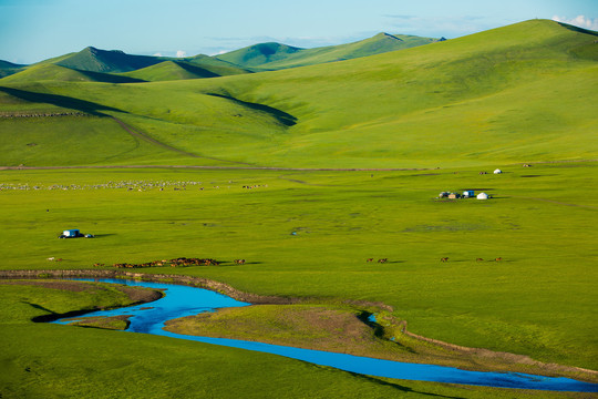 丘陵草原马群蒙古包