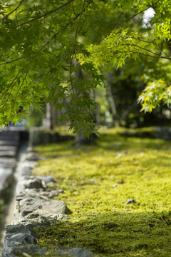 草坪绿植背景