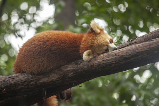 小熊猫