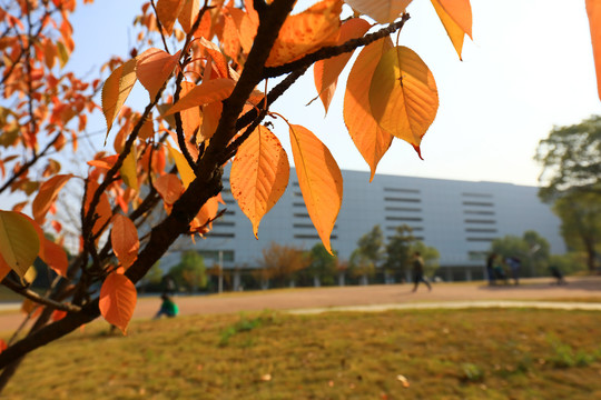 华中农业大学