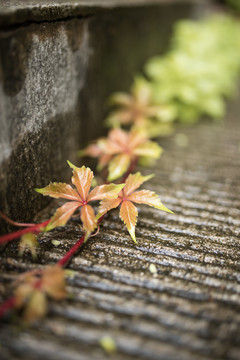 春雨