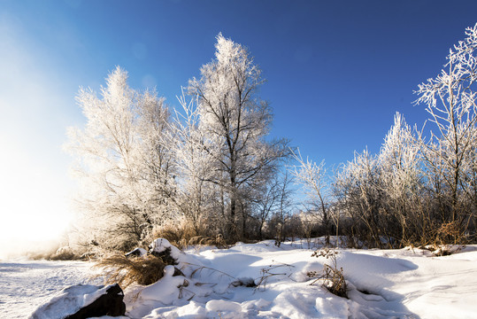 冬季雪景森林