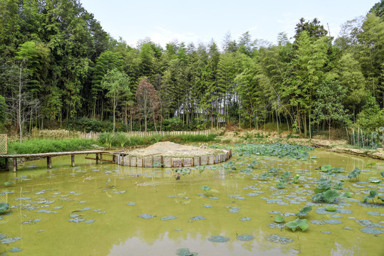 荷花池塘