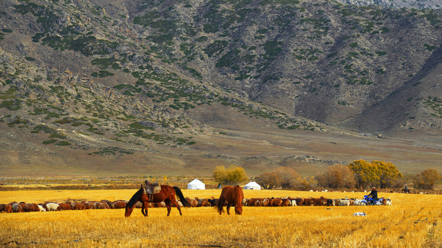 北疆草原上的枣红马