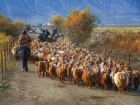 北疆牧羊人