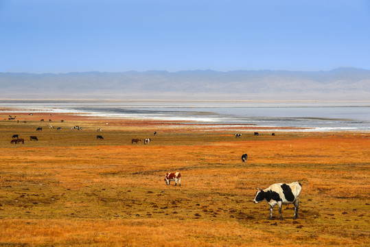 北疆湖畔的牧场风景