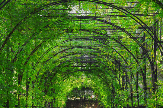 绿色隧道