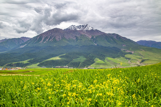 青海祁连牛心山