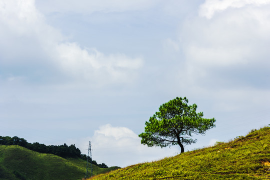 山顶一棵树