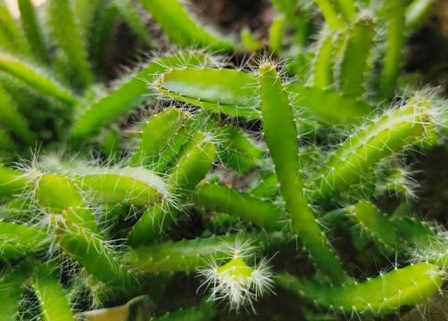 家种火龙果植物绿色盆栽