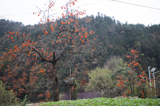 冬季的柿子树
