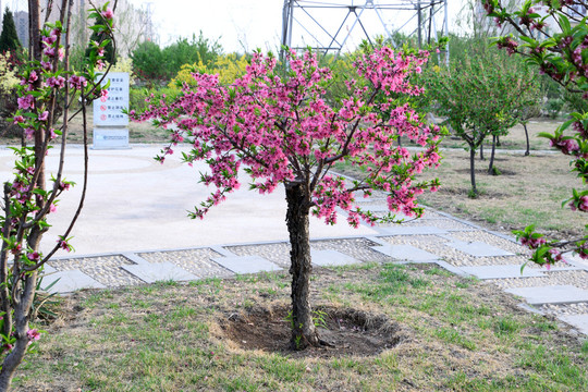 一树桃花开