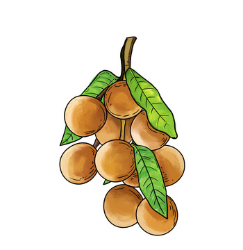 桂圓龍眼插畫