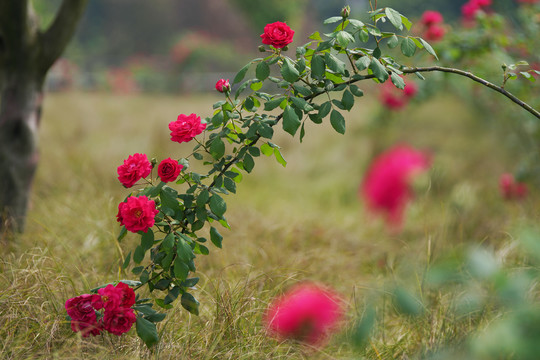 月季花