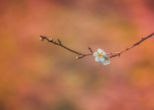 梅花