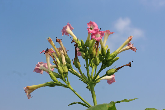 烟草花