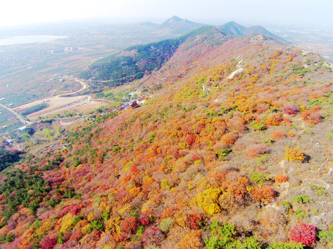 莱州市寒同山枫叶