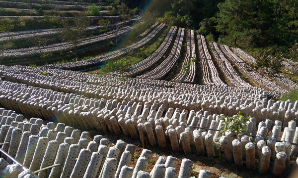 黑木耳基地