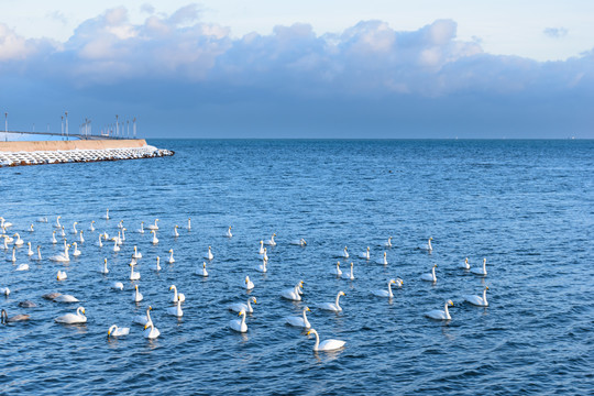 天鹅海湾