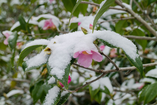 雪中绽放的茶花