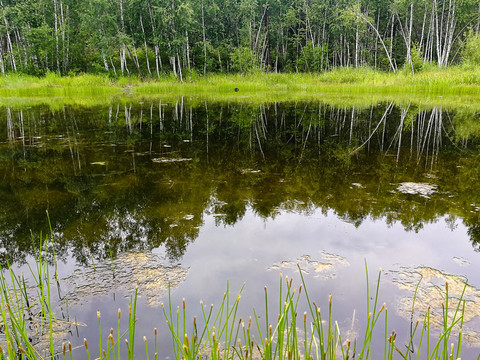 池塘湿地白桦林