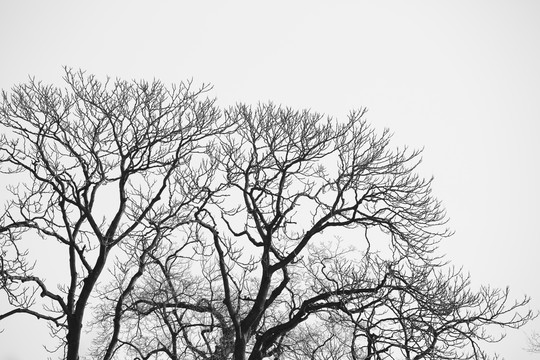 冬天黑白枯树枝