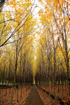 秋冬树林落叶