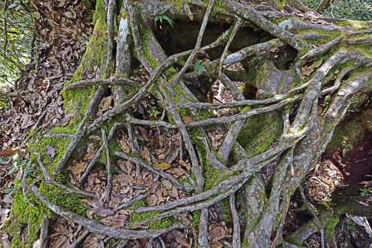 盘根错节