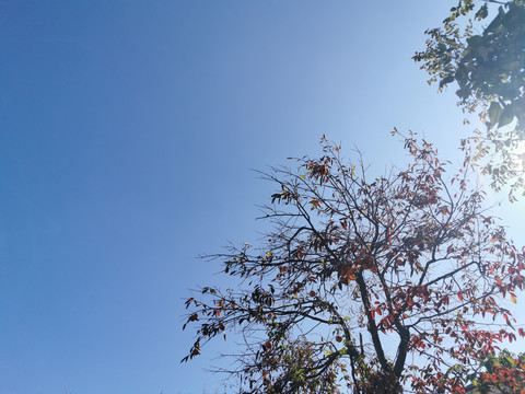 天空树叶