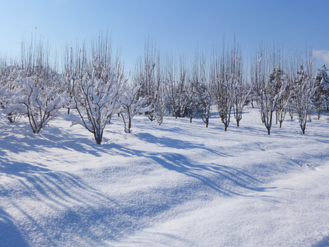 雪景